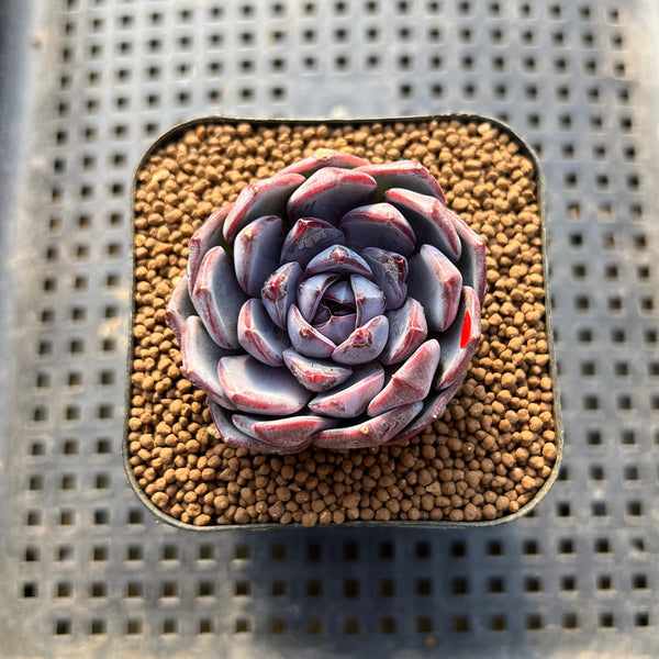 Echeveria 'Black Raccoon' 2" Succulent Plant Cutting