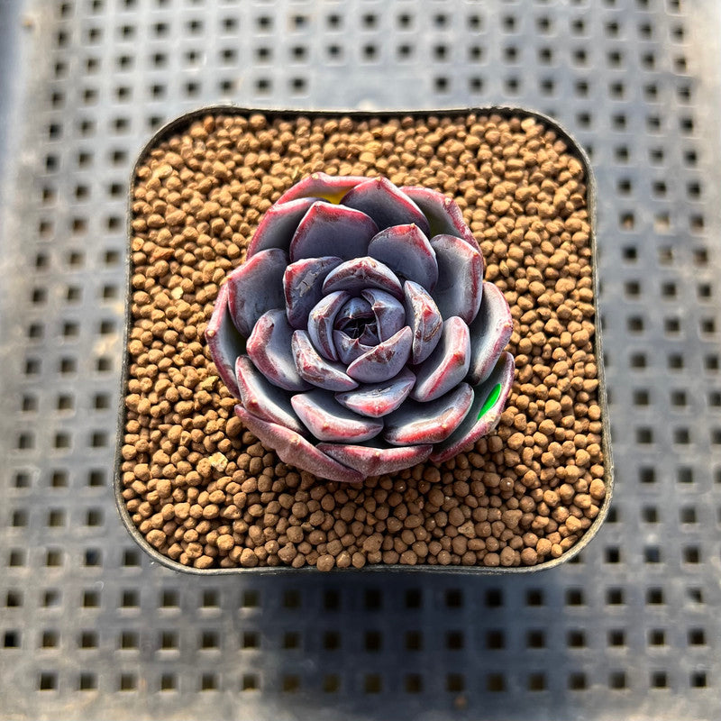 Echeveria 'Black Raccoon' 2" Succulent Plant Cutting