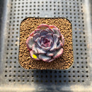 Echeveria 'Dahlia' 2" New Hybrid Succulent Plant Cutting