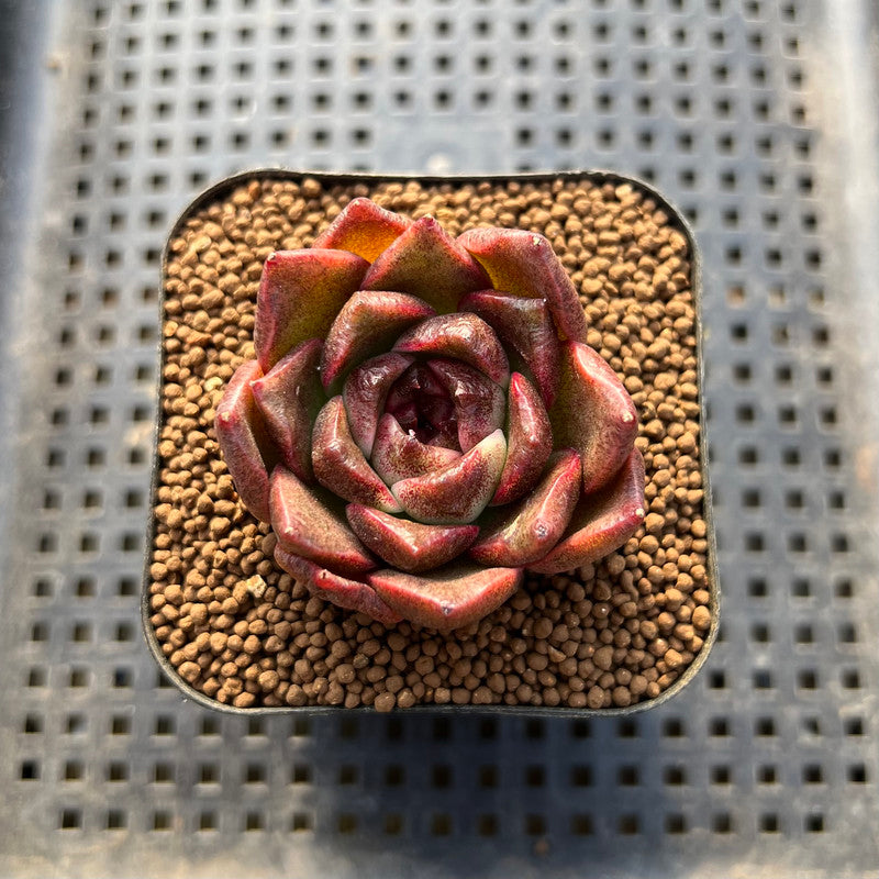 Echeveria sp. 2" Succulent Plant Cutting