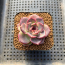 Echeveria 'Graslin' (그레슬린) 2" Succulent Plant Cutting