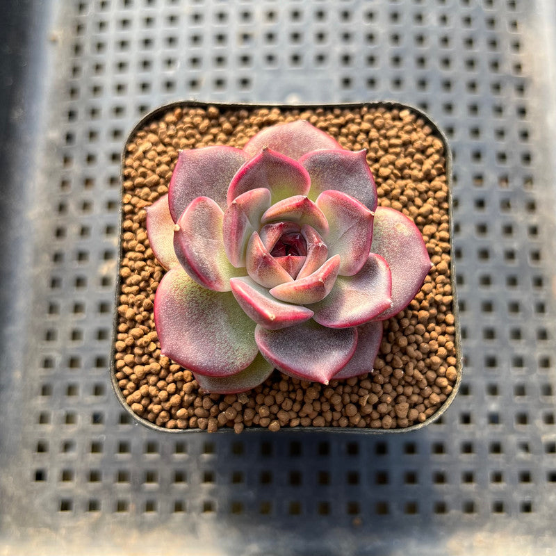 Echeveria 'Graslin' (그레슬린) 2" Succulent Plant Cutting