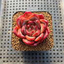 Echeveria 'Monroe Chanel' Selected Clone 2" Succulent Plant Cutting