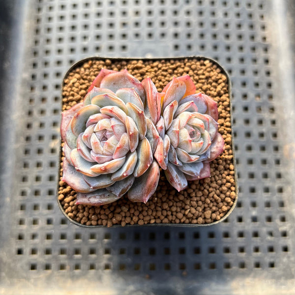 Echeveria 'Pink Barbie' Jelly Type (핑크바비) 2" Succulent Plant