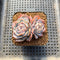 Echeveria 'Pink Barbie' Jelly Type (핑크바비) 2" Succulent Plant