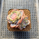 Echeveria 'Pink Barbie' Jelly Type (핑크바비) 2" Succulent Plant