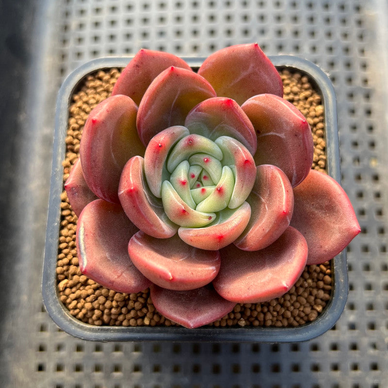 Echeveria 'Adios' 2" New Hybrid Succulent Plant Cutting