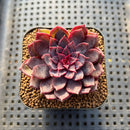 Echeveria 'Black Knight' New Hybrid 2" Succulent Plant Cutting