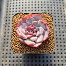 Echeveria 'Soft Honey' Jelly Type 2" New Hybrid Succulent Plant Cutting