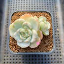 Sedeveria 'Pudgy' Variegated 2" Succulent Plant Cutting