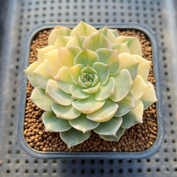 Echeveria Halbingeri Varigated 2" Succulent Plant Cutting