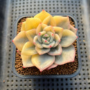 Echeveria 'Champaign' Variegated 2"-3" Succulent Plant Cutting