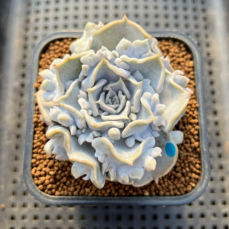 Echeveria 'Thriller Pearl' Compact Form 3" Succulent Plant Cutting