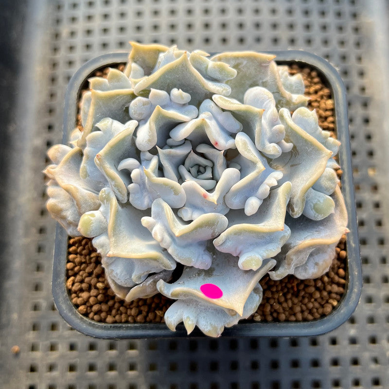 Echeveria 'Thriller Pearl' Compact Form 3" Succulent Plant Cutting