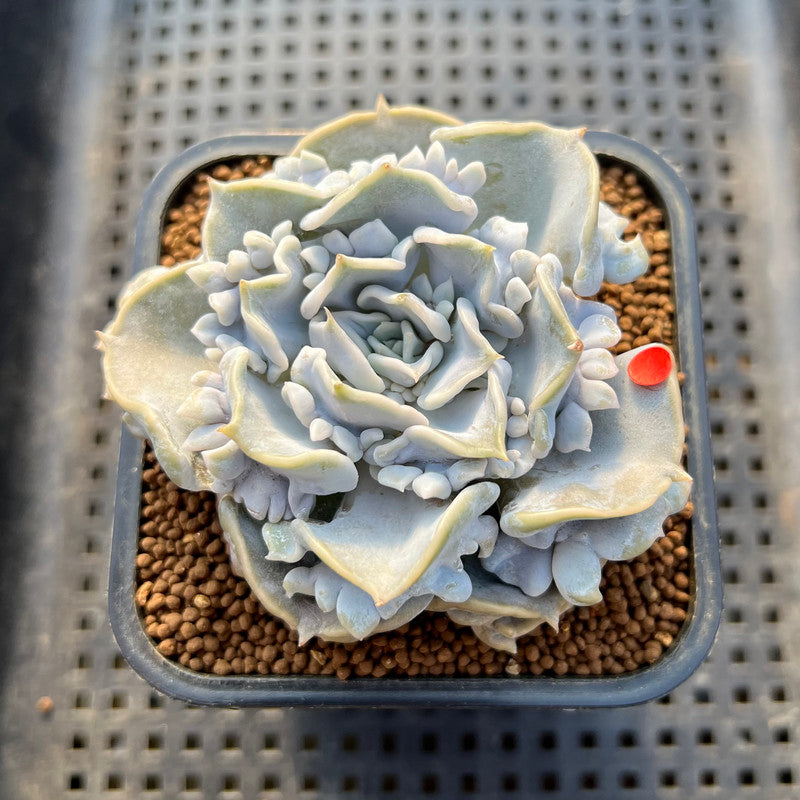 Echeveria 'Thriller Pearl' Compact Form 3" Succulent Plant Cutting