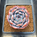 Echeveria 'Orange Monroe' 3"-4" Succulent Plant Cutting