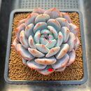 Echeveria 'Orange Monroe' 3"-4" Succulent Plant Cutting