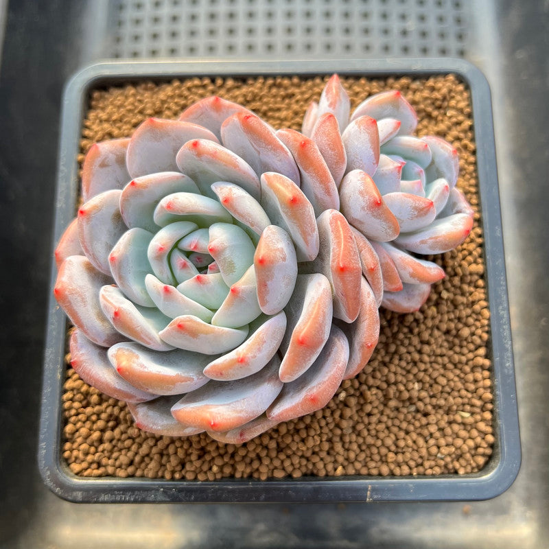 Echeveria 'Orange Monroe' 3"-4" Succulent Plant Cutting