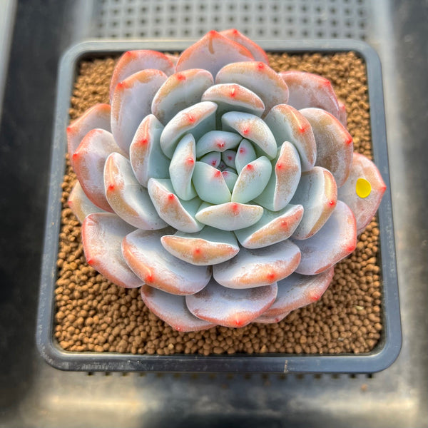 Echeveria 'Orange Monroe' 3"-4" Succulent Plant Cutting