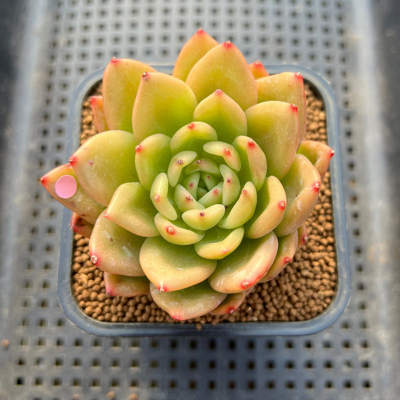 Echeveria 'Chanel' 3" Succulent Plant Cutting