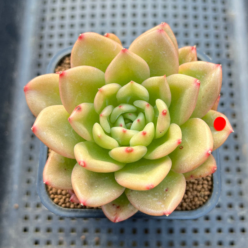 Echeveria 'Chanel' 3" Succulent Plant Cutting