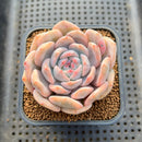 Echeveria 'Orange Monroe' Variegated 3" Succulent Plant Cutting