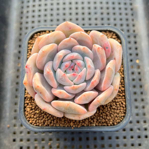 Echeveria 'Orange Monroe' Variegated 3" Succulent Plant Cutting