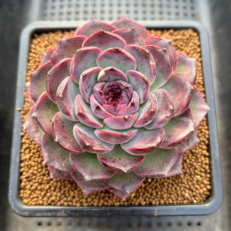 Echeveria 'Yasmin' 3" Succulent Plant Cutting