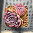 Echeveria 'Dior' 2" Succulent Plant Cutting