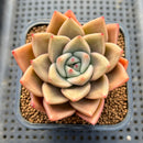 Echeveria 'Nutchi' 2" Succulent Plant Cutting