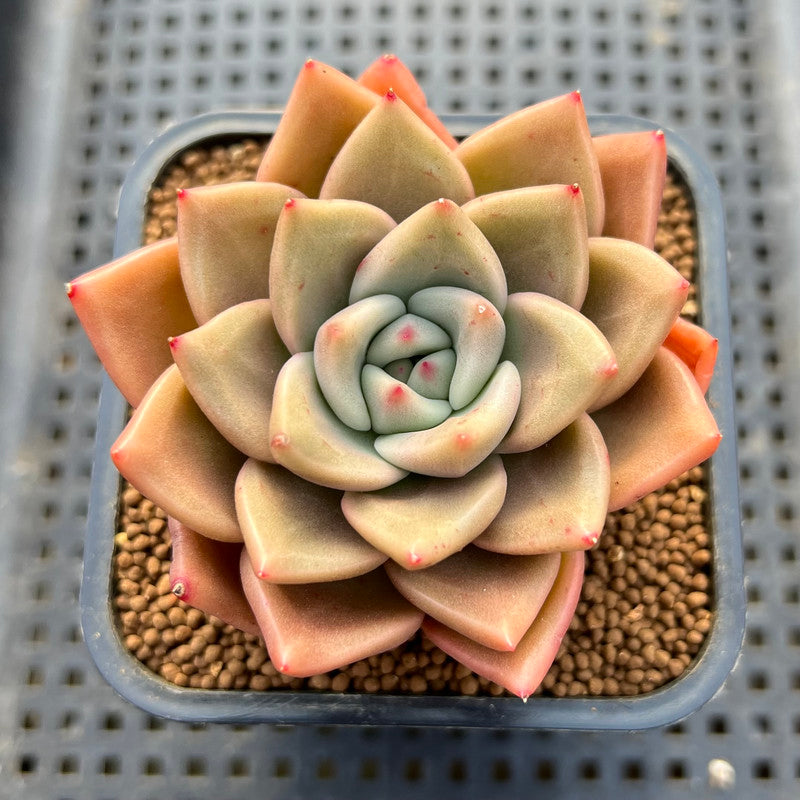 Echeveria 'Nutchi' 2" Succulent Plant Cutting