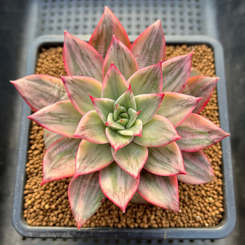 Echeveria 'Leopard' Variegated 3"-4" Succulent Plant Cutting