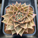 Echeveria 'Jade Star' Variegated 4"-5" Large Succulent Plant Cutting