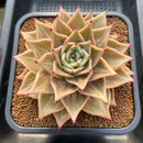 Echeveria 'Jade Star' Variegated 4"-5" Large Succulent Plant Cutting