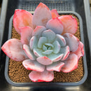 Echeveria 'White Lotus' 3"-4" Succulent Plant Cutting