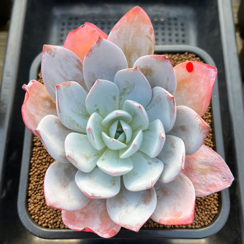 Echeveria 'White Lotus' 3"-4" Succulent Plant Cutting