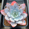 Echeveria 'White Lotus' 3"-4" Succulent Plant Cutting