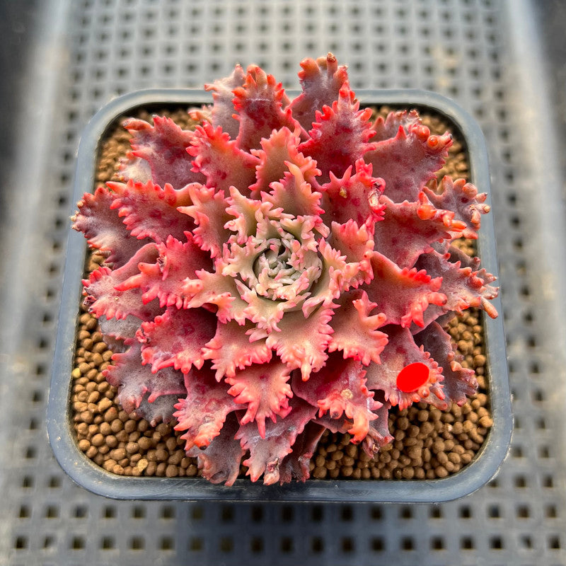 Graptoveria 'Starfire' 2" (Suculentia Original Hybrid) Succulent Plant Cutting