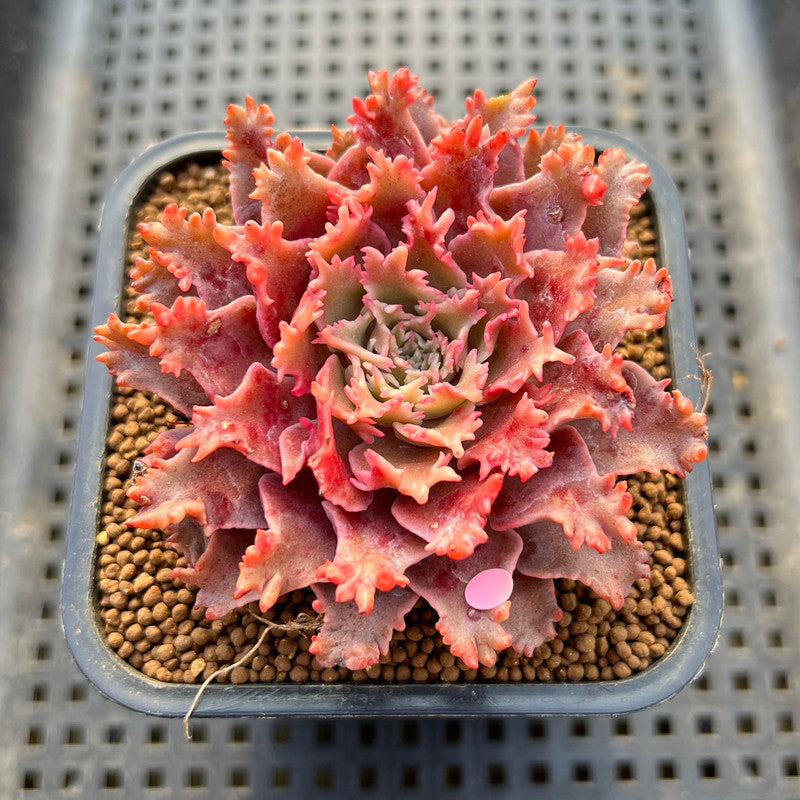 Graptoveria 'Starfire' 2" (Suculentia Original Hybrid) Succulent Plant Cutting