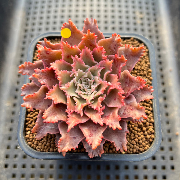 Graptoveria 'Starfire' 2" (Suculentia Original Hybrid) Succulent Plant Cutting