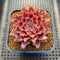 Graptoveria 'Starfire' 2" (Suculentia Original Hybrid) Succulent Plant Cutting