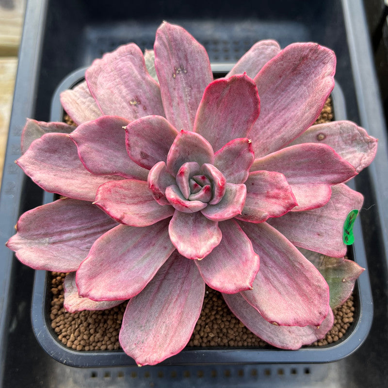 Echeveria 'Marble Stone' Variegated 4"-5" Succulent Plant Cutting