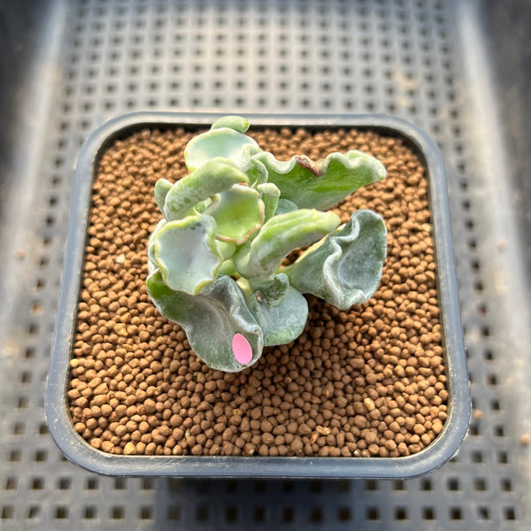 Cotyledon Undulata 'Shires Hobbit' 2" Succulent Plant Cutting