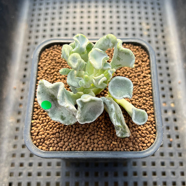 Cotyledon Undulata 'Shires Hobbit' 2" Succulent Plant Cutting