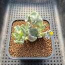 Cotyledon Undulata 'Shires Hobbit' 2" Succulent Plant Cutting