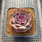 Echeveria 'Dentra' Variegated 3" Succulent Plant Cutting