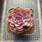 Echeveria 'Dentra' Variegated 3" Succulent Plant Cutting