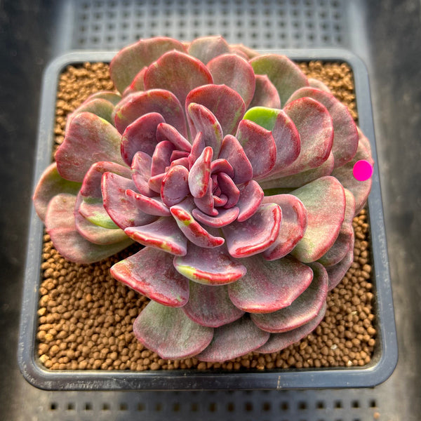 Echeveria 'Dentra' Variegated 3" Succulent Plant Cutting