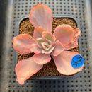 Echeveria 'Pink Angel' Variegated 2" Succulent Plant Cutting