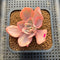 Echeveria 'Pink Angel' Variegated 2" Succulent Plant Cutting